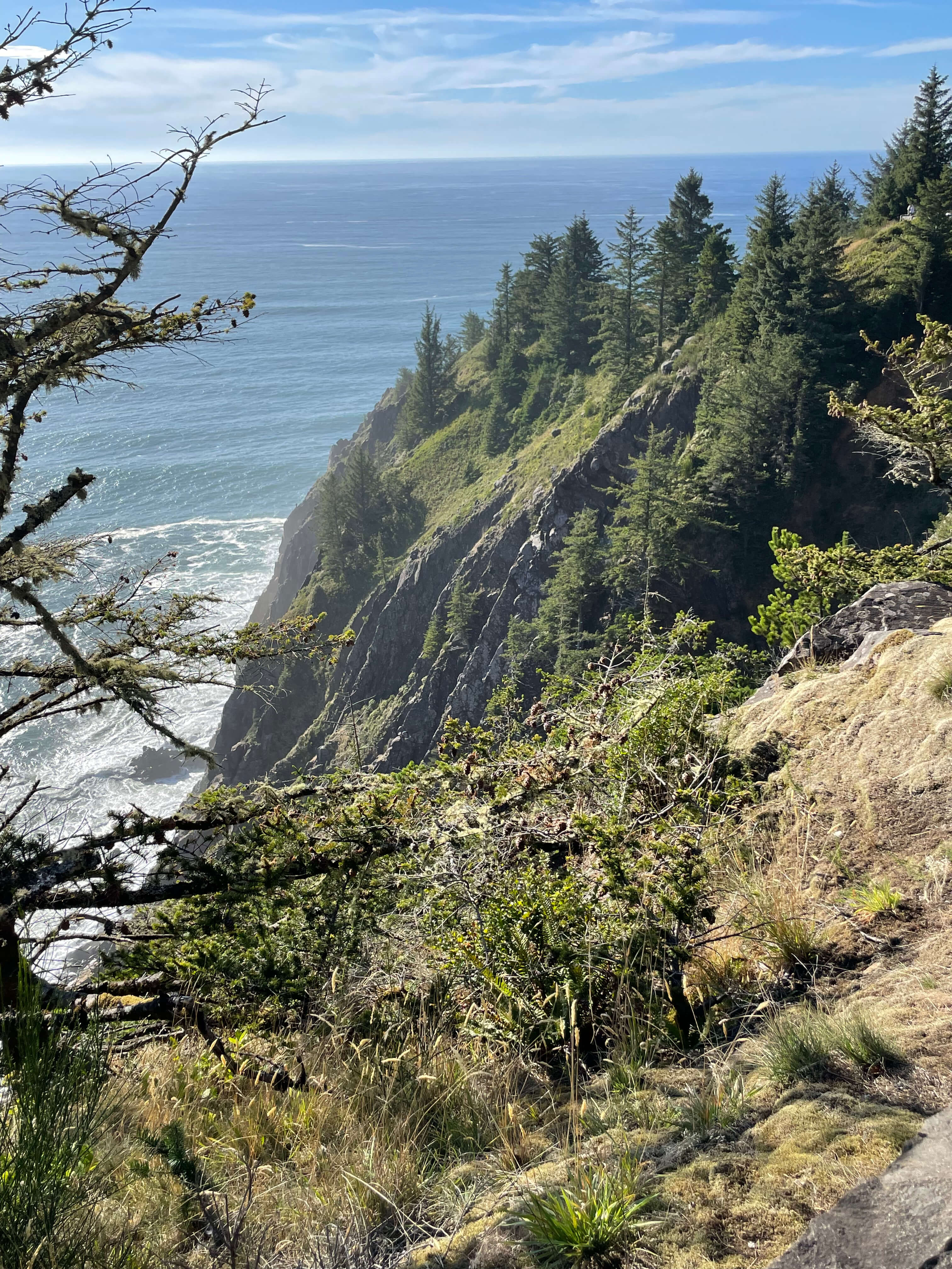 Scenic overlook view of the forest and ocean on Oregon Coast.